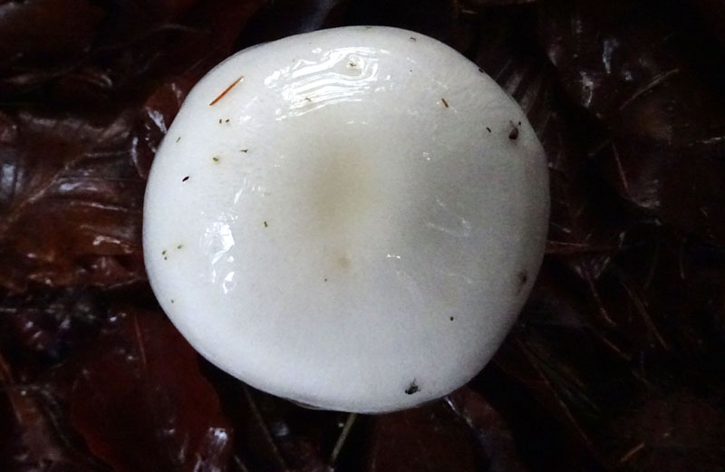 Hygrophorus eburneus